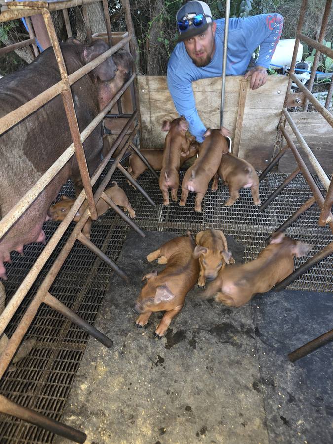 Adam Coston with the first litter of the 2026 season, out of Nitro, on the day they were weaned