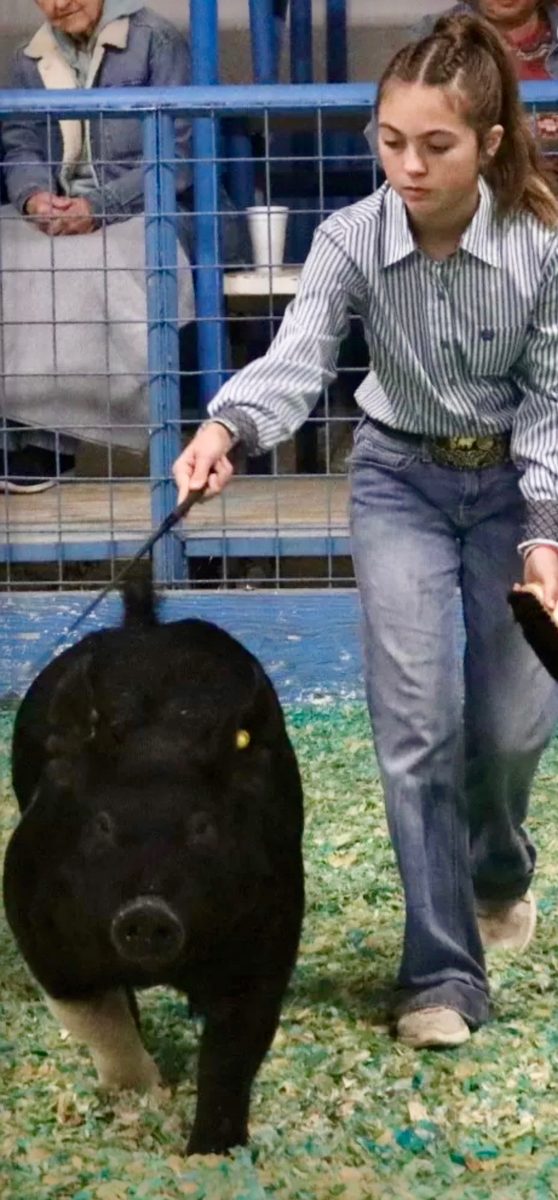 A PCPR youth exhibitor driving a black market hog in the show ring